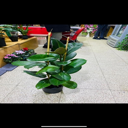 Saksı Çiçeği Kauçuk 2'li Büyük Boy